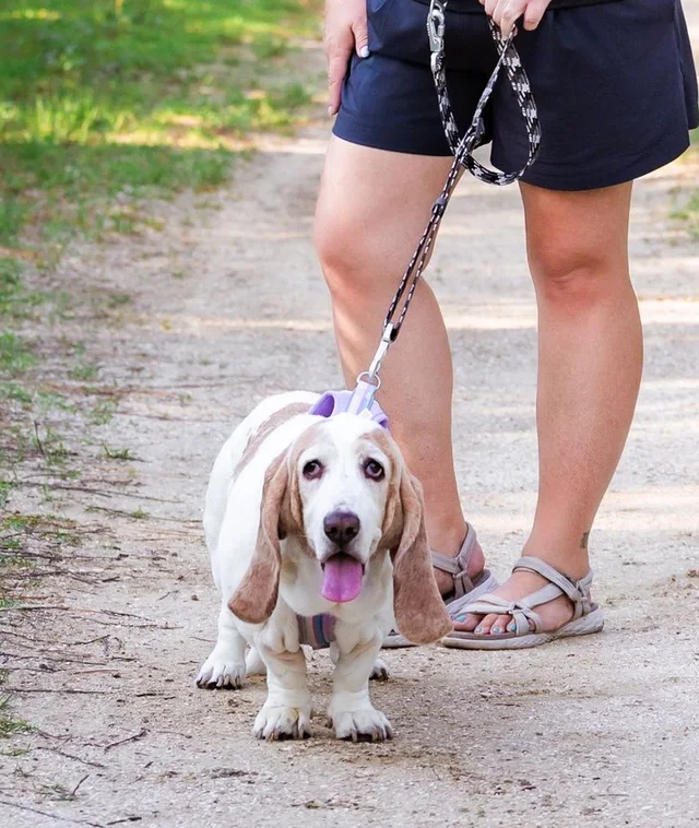A basset hound with a purple leash looks up from a sandy trail, tongue out.